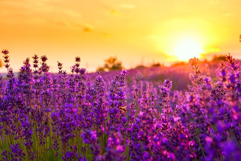 Lavender field