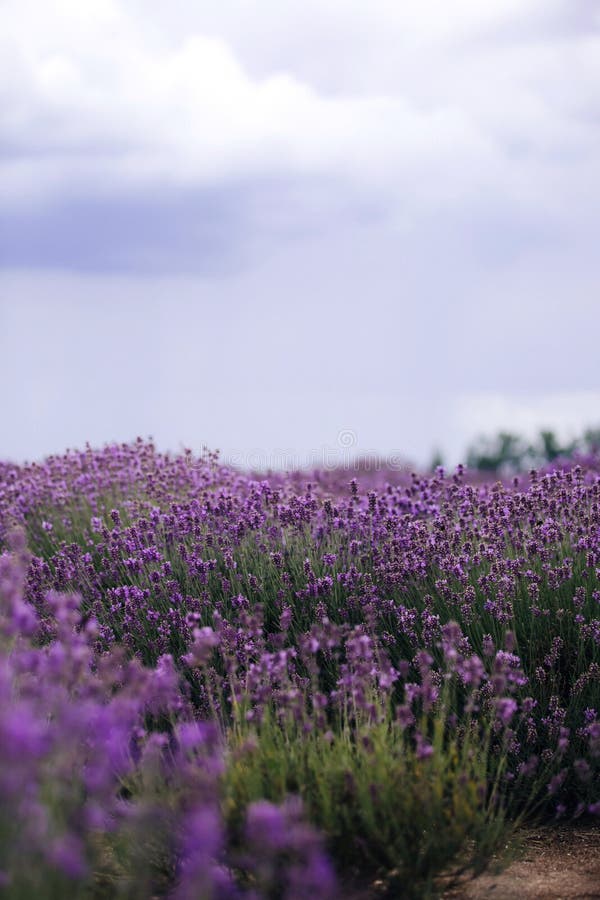 Lavender Field In Sunlightprovence Plateau Valensole Beautiful Image