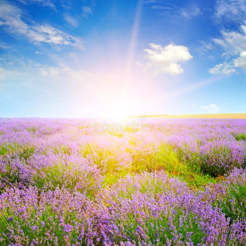 Lavender field at sunset. Agricultural landscape stock image Lavender field at sunset. Agricultural landscape stock image
