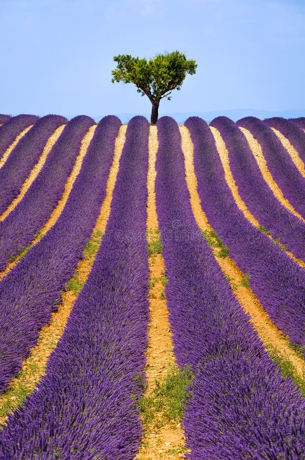 Lavender field in Valensole in summer. Provence, South of France