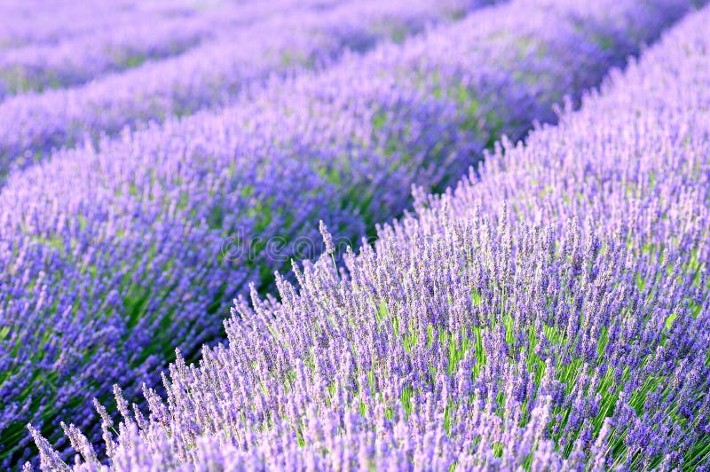 Lavender fields