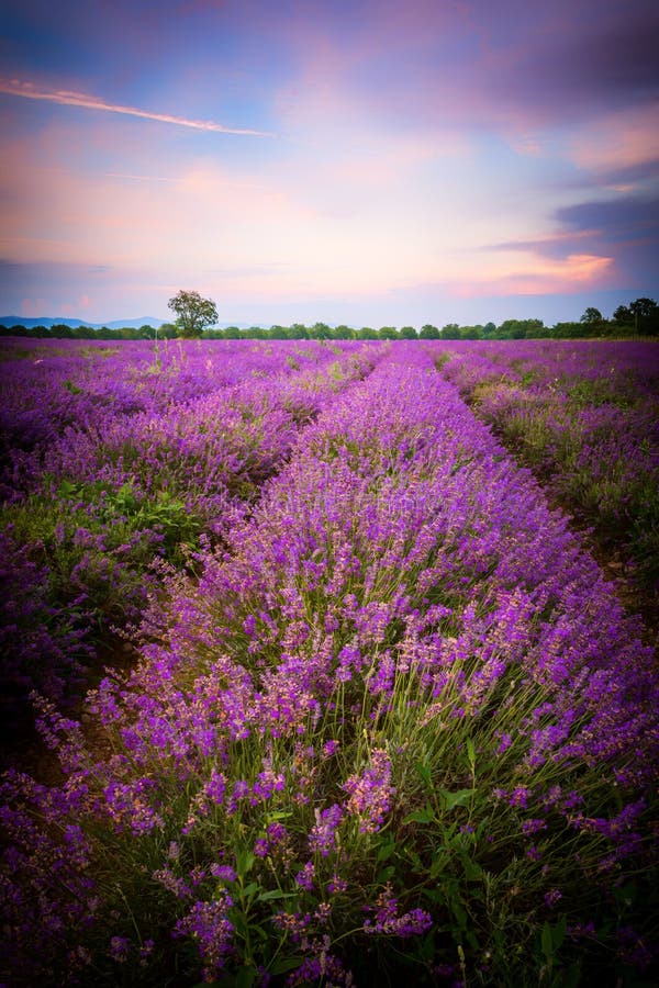 Lavender Fields In Bulgaria Stock Image - Image of different, europe ...