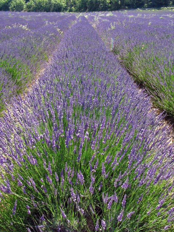 Lavender fields for essential oils