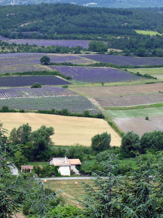 Lavender fields for essential oils