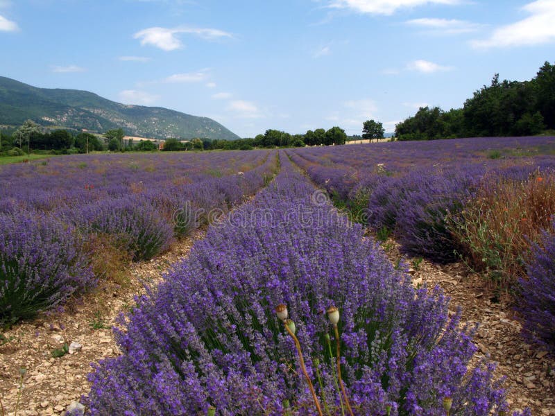 Lavender fields for essential oils