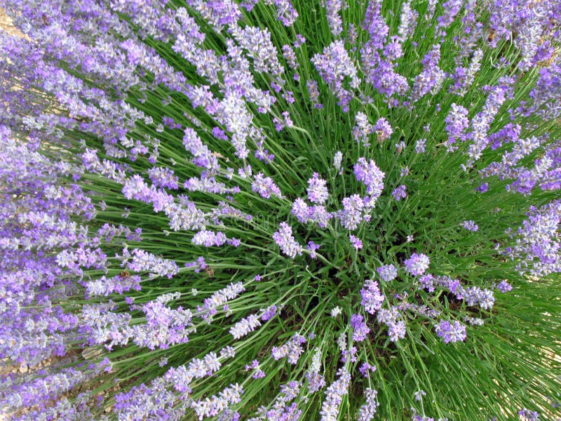 Lavender fields for essential oils