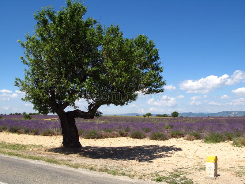 Lavender fields for essential oils