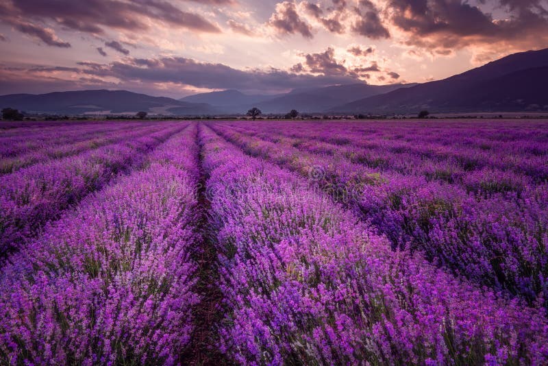 Lavender Fields. Magnificent Image of Lavender Field. Summer Sunset ...