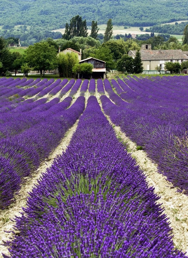Lavender Fields Near Cereste Stock Image Image of fields, door 48842971