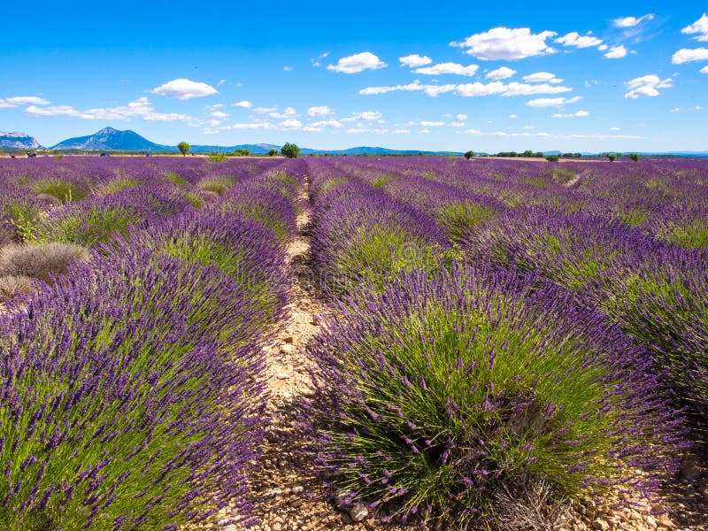Lavender Fields Near in Provence Stock Photo Image of beauty, europe 96978600