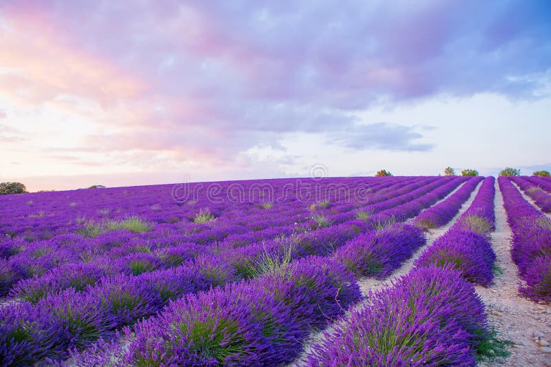 Lavender Fields Near Valensole in Provence, France on Sunset Stock ...