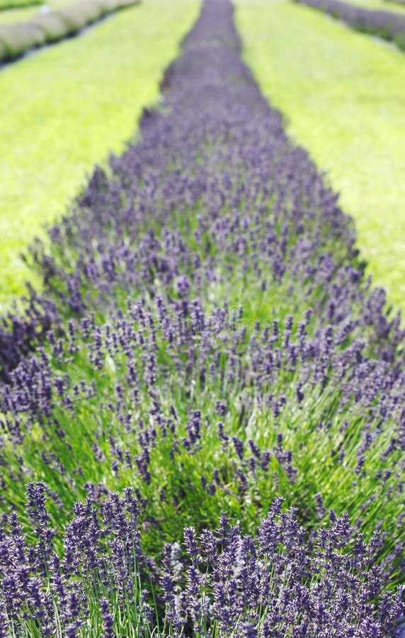 Lavender fields. stock photo. Image of fragrant, colors 154624836