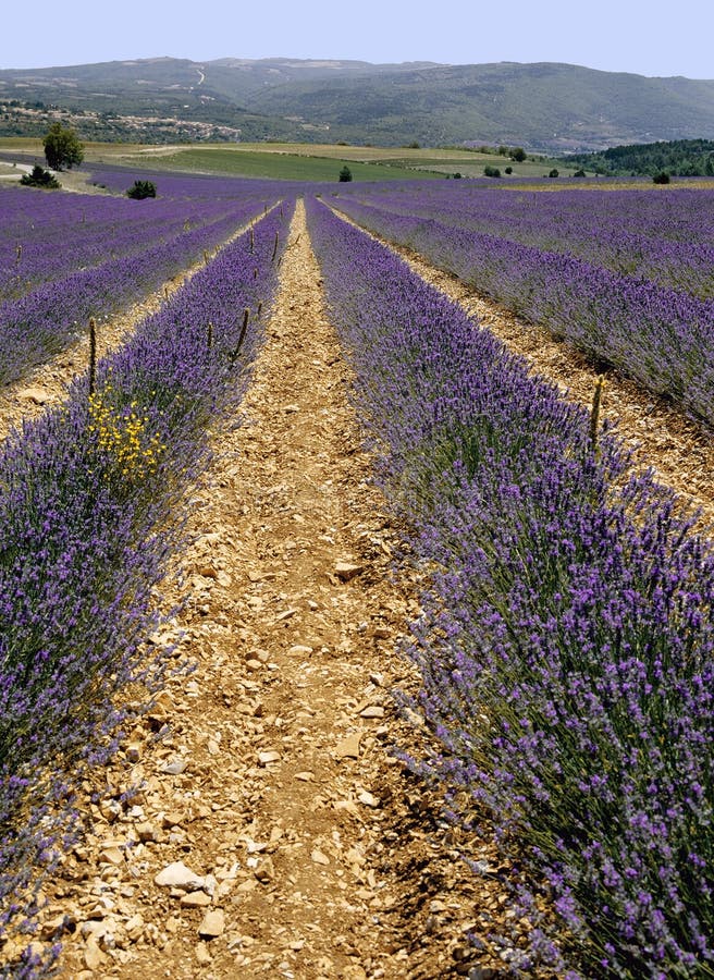 Levanduľa poľa francúzsko plošina.