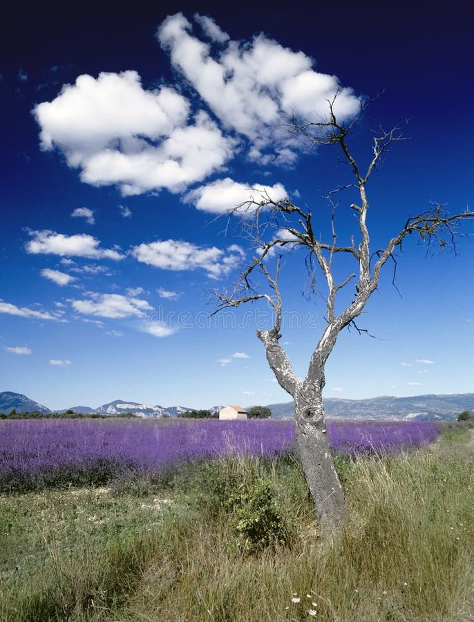 Levanduľa oblasti provence, francúzsko poľnohospodárstvo poľnohospodárstvo francúzsky európe.