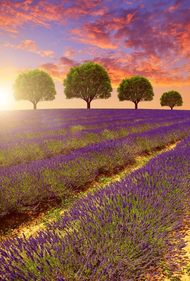Lavender fields: the best of #Provence | Nature photography, Beautiful  nature, Lavender fields