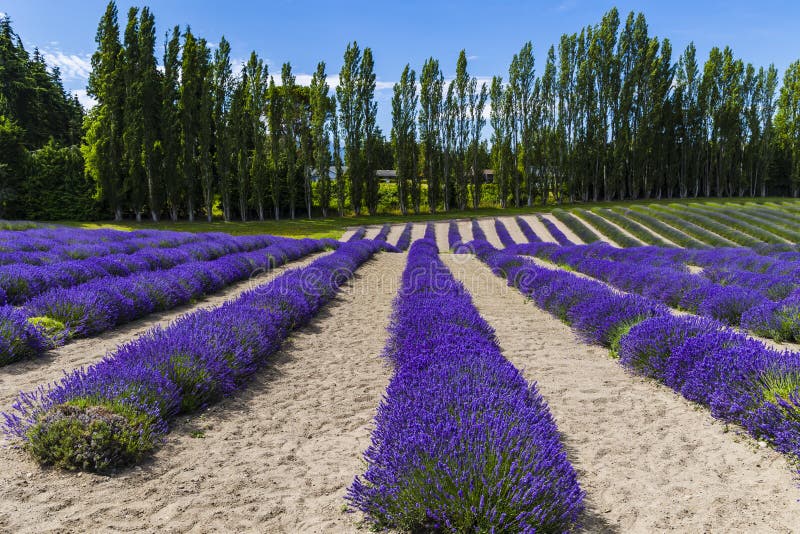 Lavender Fields Scenery at the Sequim Lavender Festival in Summer