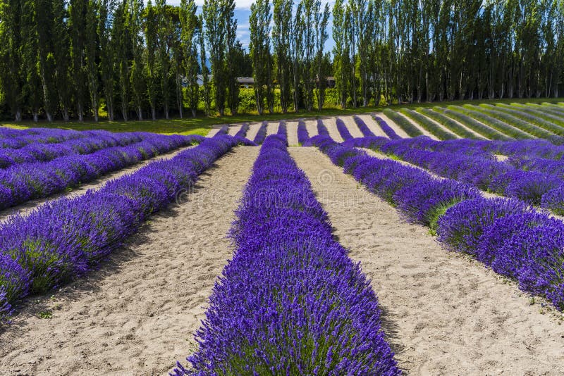 Lavender Fields Scenery at the Sequim Lavender Festival in Summer