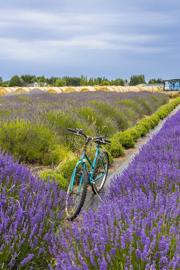 Lavender Fields Scenery at the Sequim Lavender Festival in Summer. Editorial Stock Image Image