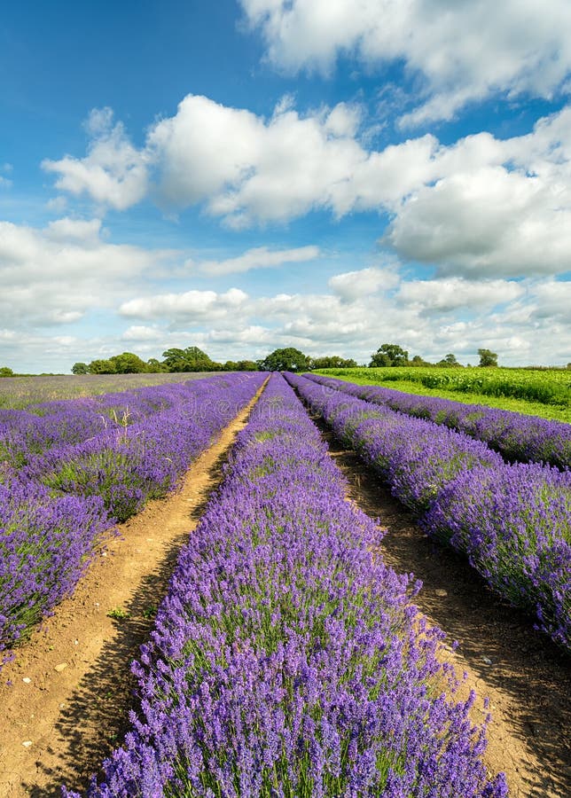 Lavender Fields in Somerset royalty free stock images