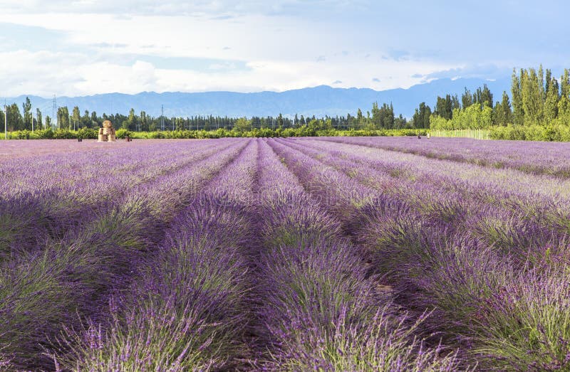 This photo is taken in Ili, Xinjiang, China.The Ili Autonomous Prefecture in Xinjiang is surrounded on three sides by mountains. The air is pure, the sunlight is warm, and the climate is perfect for lavender to grow. This place is Chinaâ€™s Lavender Village. Every July, Ili becomes a sea of violet as the townspeople all work their hardest among the purple blooms. This photo is taken in Ili, Xinjiang, China.The Ili Autonomous Prefecture in Xinjiang is surrounded on three sides by mountains. The air is pure, the sunlight is warm, and the climate is perfect for lavender to grow. This place is Chinaâ€™s Lavender Village. Every July, Ili becomes a sea of violet as the townspeople all work their hardest among the purple blooms.