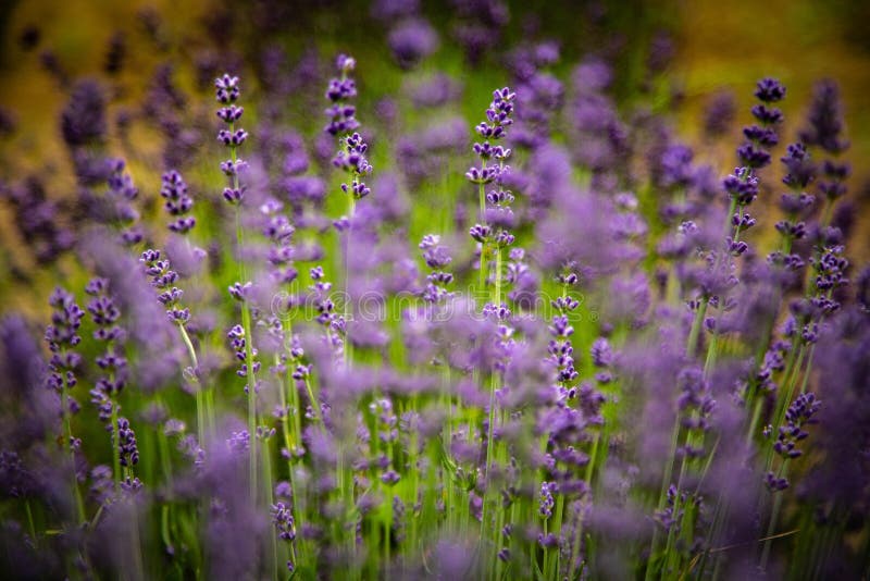 Lavendel herde, 3 aus juni.