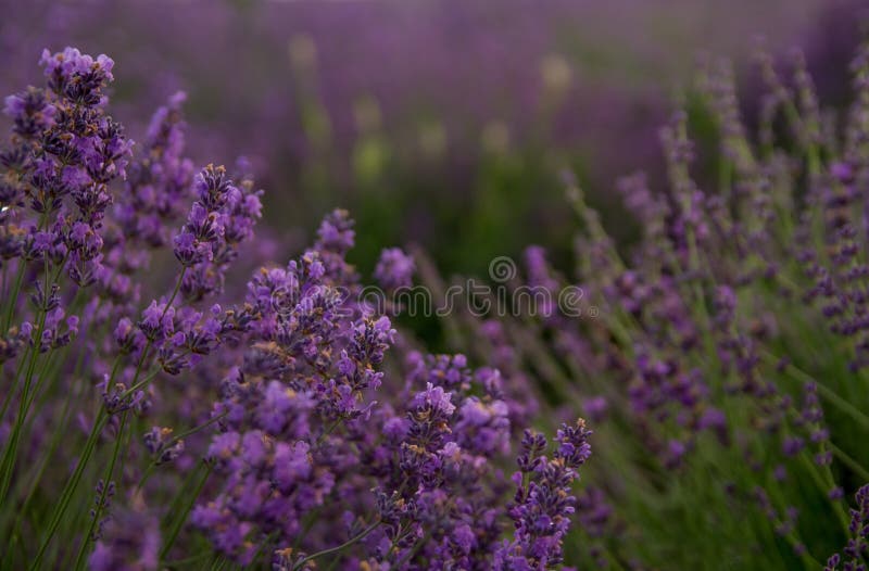 Lavender floral background