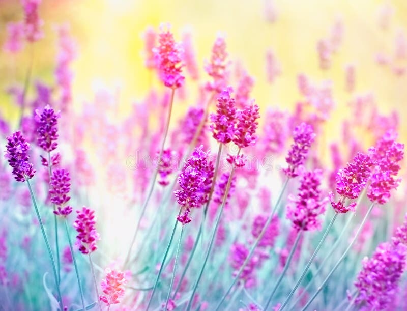 Lavender flower