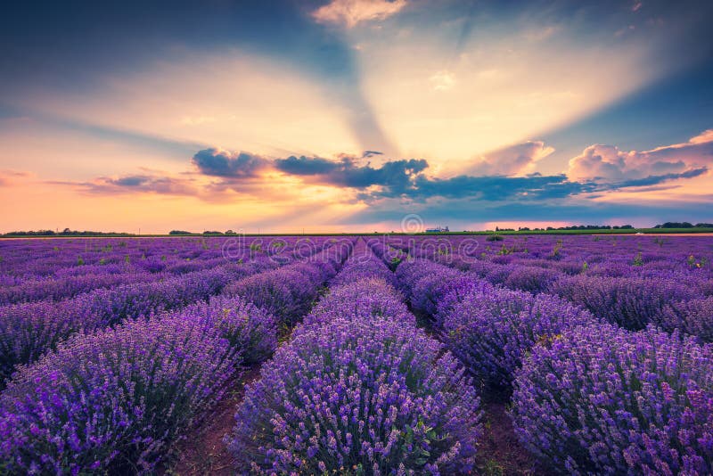 Lavender Flower Blooming Fields in Endless Rows. Sunset Shot Stock