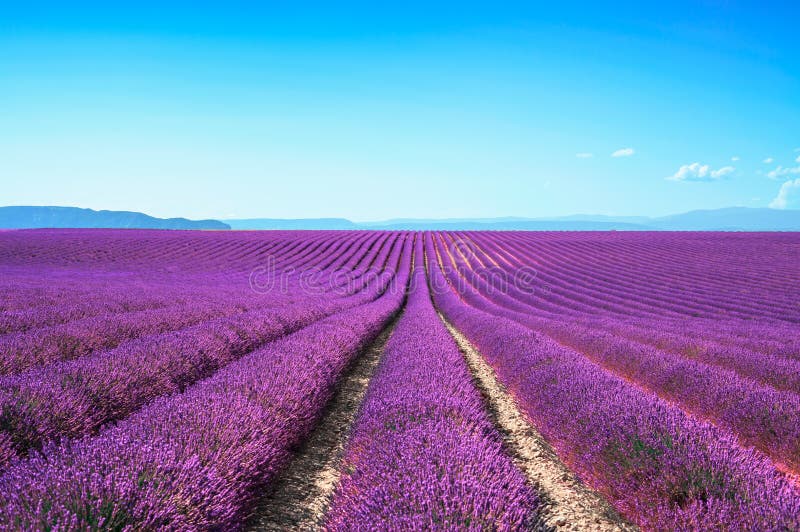 Lavender flower blooming fields endless rows. Valensole provence