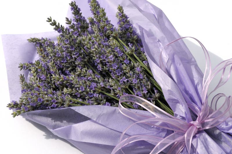Lavender flower bouquet stock photo. Image of gift, paper 5755054