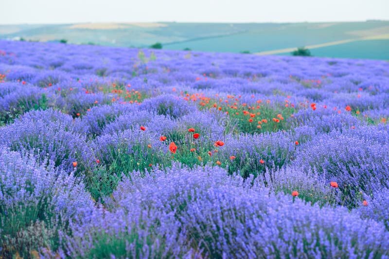 Lavender Flower Field, Beautiful Summer Landscape Stock Image - Image ...