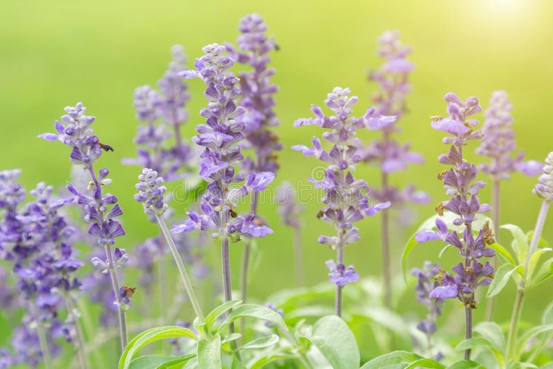 Lavender flower. Flower and green leaf background in garden at sunny summer or spring day for postcard beauty decoration. stock image Lavender flower. Flower and green leaf background in garden at sunny summer or spring day for postcard beauty decoration. stock image