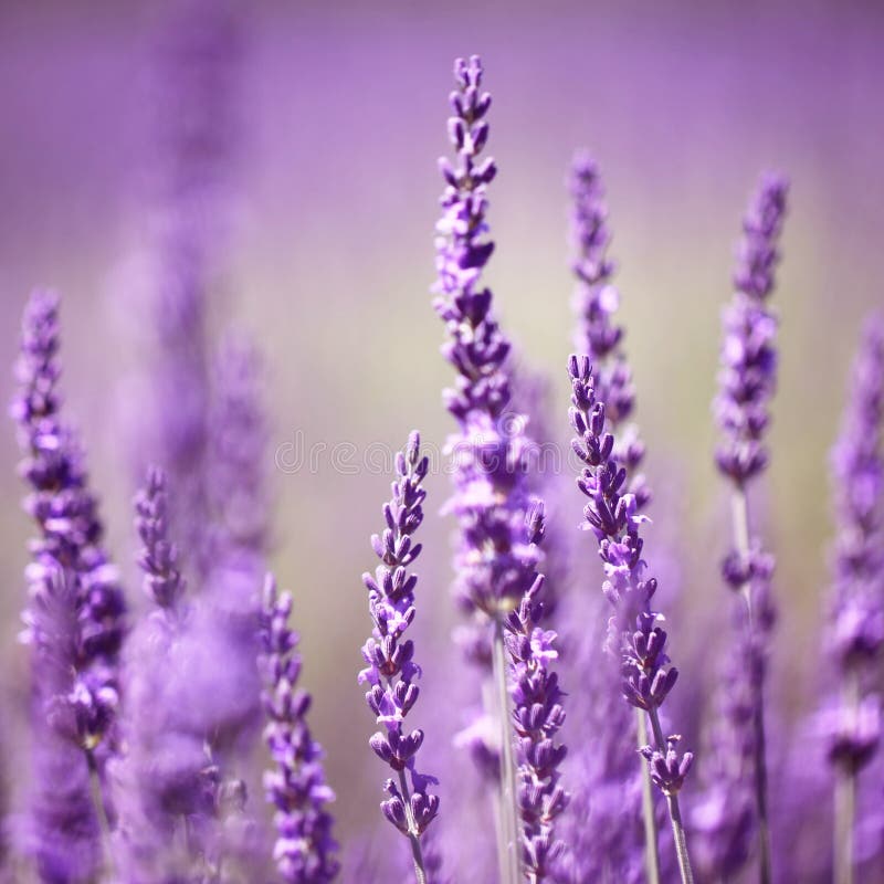 Lavender flower stock photo. Image of background, blooming - 37035608