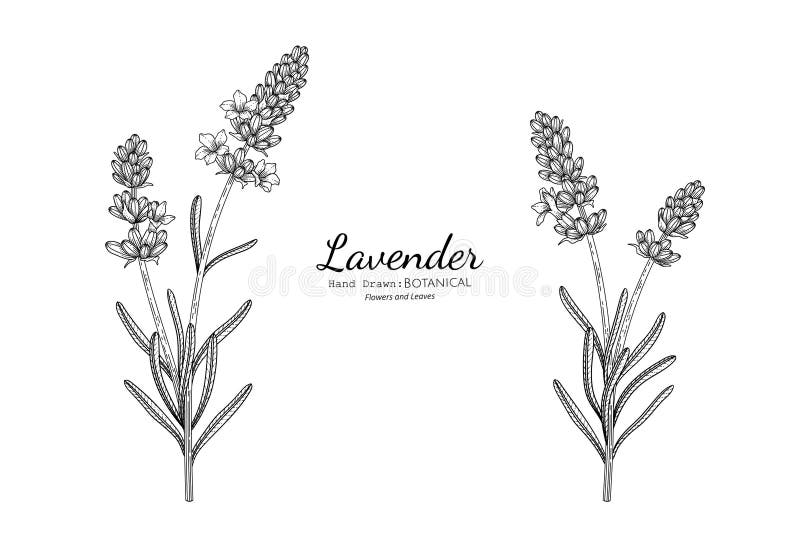 The Easy Way To Draw A Lavender Flower  YouTube