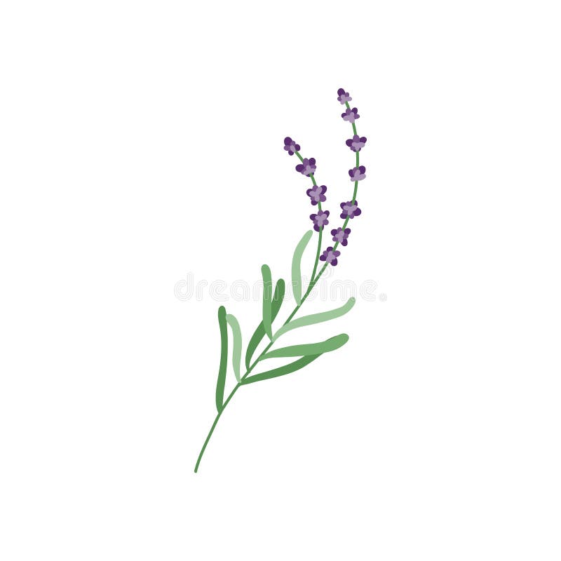 Lavender Flower Logo. Botanical Hand Drawn Vintage Floral Collection ...