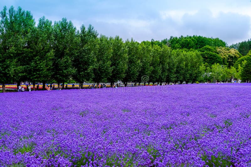 Lavender flower, with people and family travelingÂ in garden