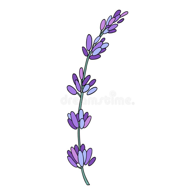 Lavender Flower. Provence Floral Herb with Purple Blooms. Botanical ...