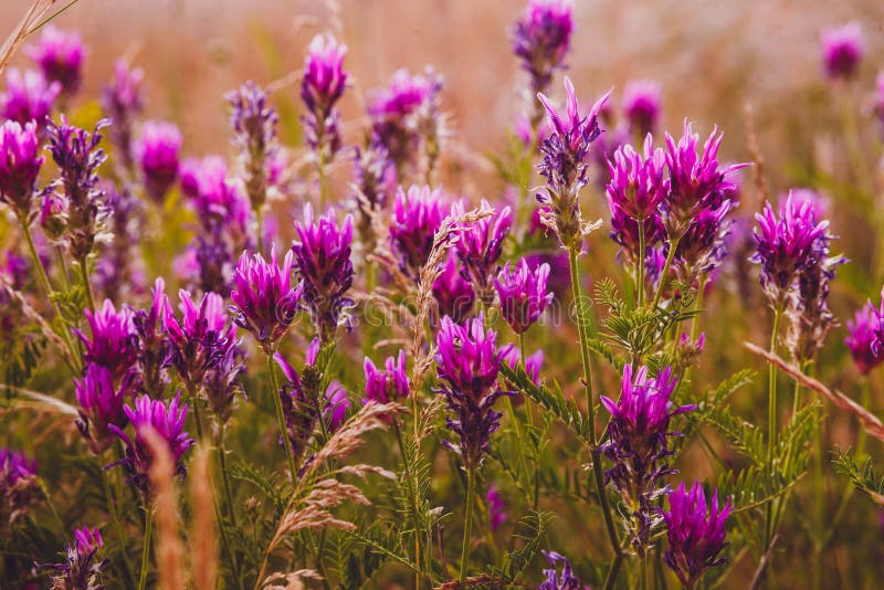 Lavender Flower Purple Field Nature Flowers Color Stock Photo - Image ...