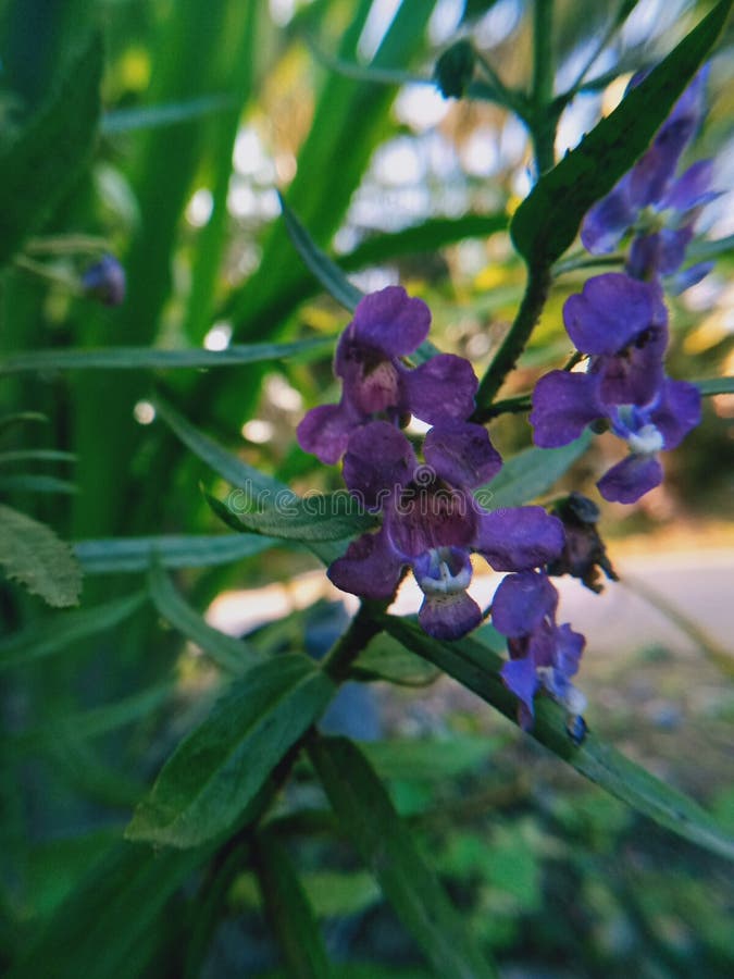Lavender Flower Stock Photo Stock Image Image of nature, flora 244023317