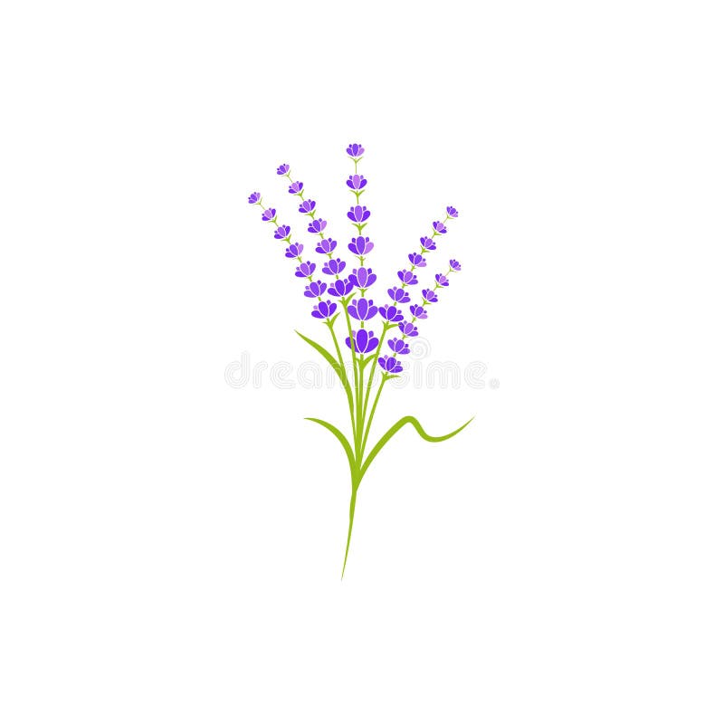 Lavender Flower Vector Icon Illustration Stock Vector - Illustration of ...
