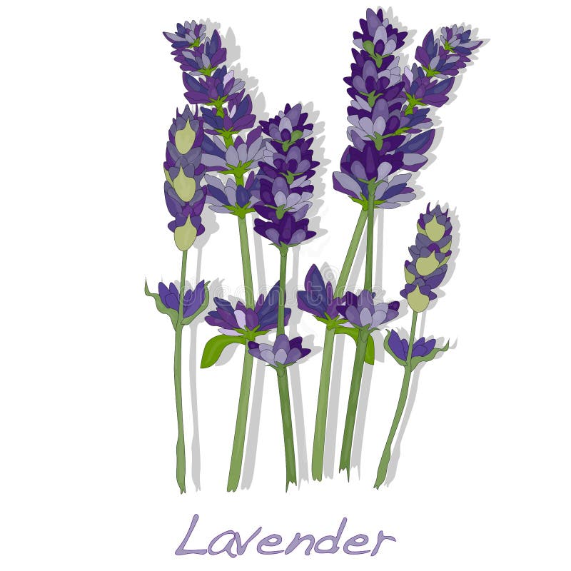 Lavender flower vector. stock vector. Illustration of blossom 84531176