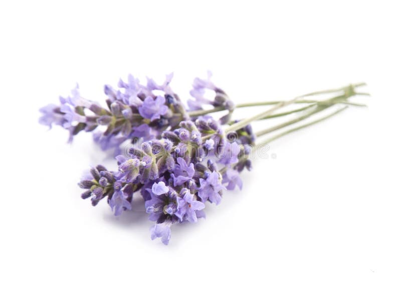 Lavender flower stock image. Image of medicine, blooms 254543101