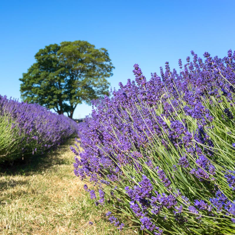 Lavender Flowering in a Field in Surrey Stock Photo Image of bloom