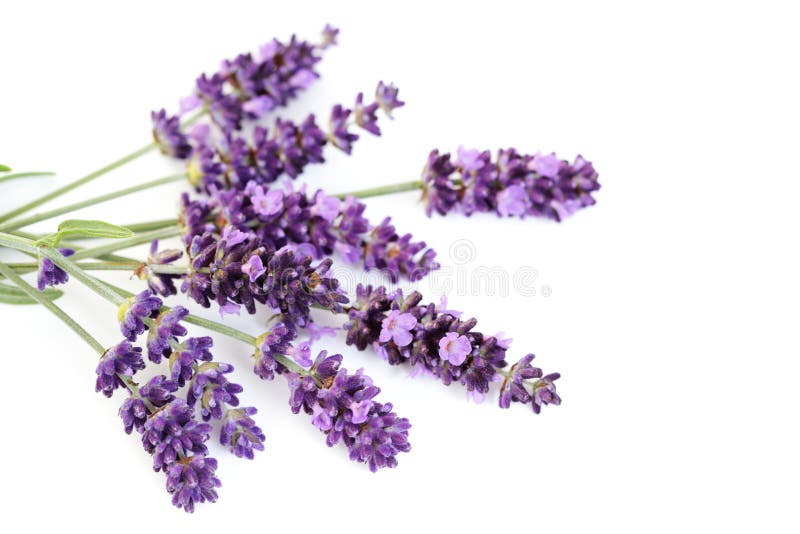 Lavender flowers stock photo. Image of smelling, relaxation 10014232