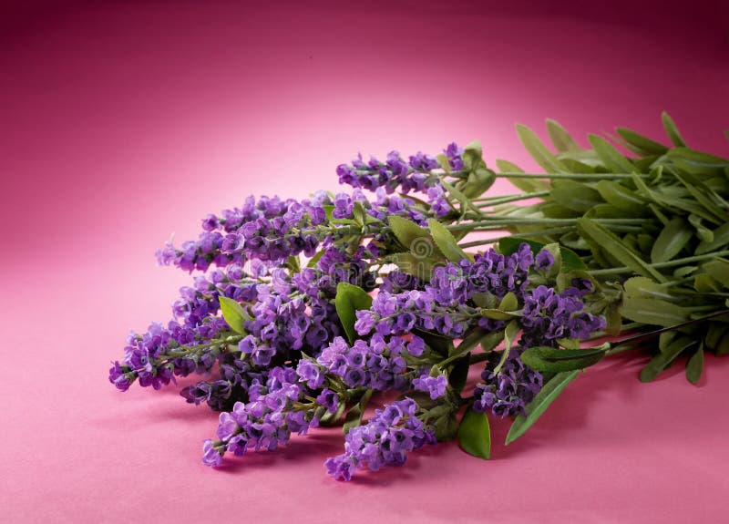 Penacho de lavanda flores aislado sobre fondo blanco.