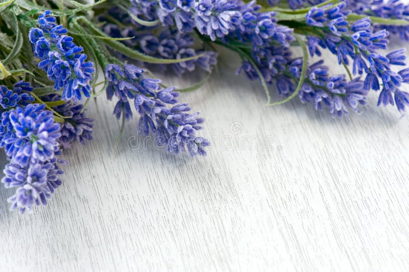 Lavender flowers royalty free stock photo Lavender flowers royalty free stock photo