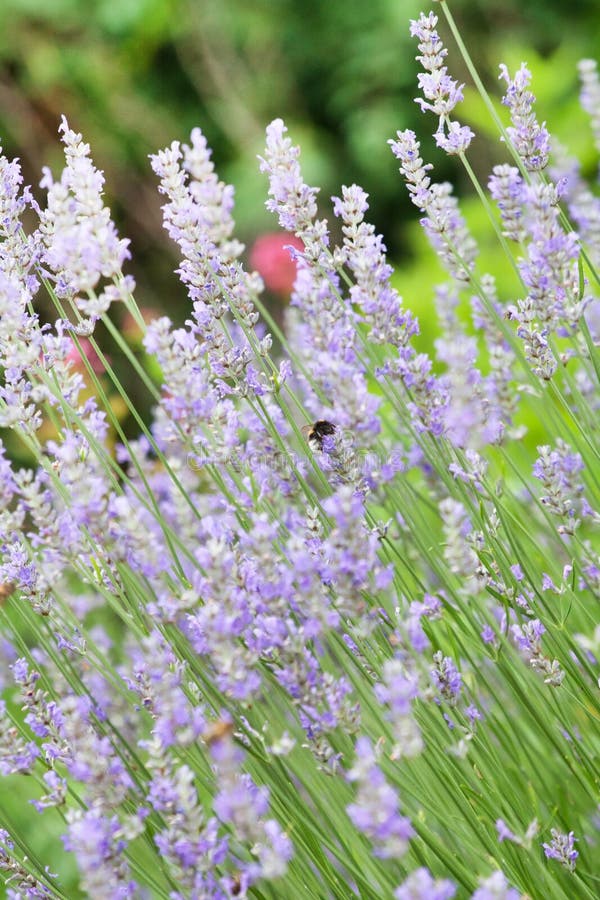Lavender flowers stock image. Image of formal, foreground 28919167