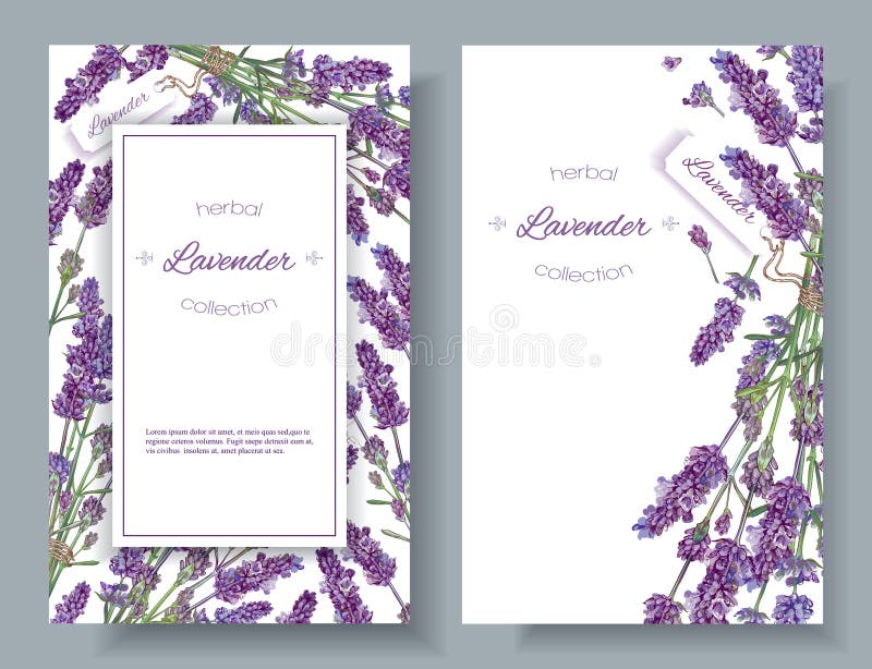Lavender flowers banners royalty free illustration Lavender flowers banners royalty free illustration