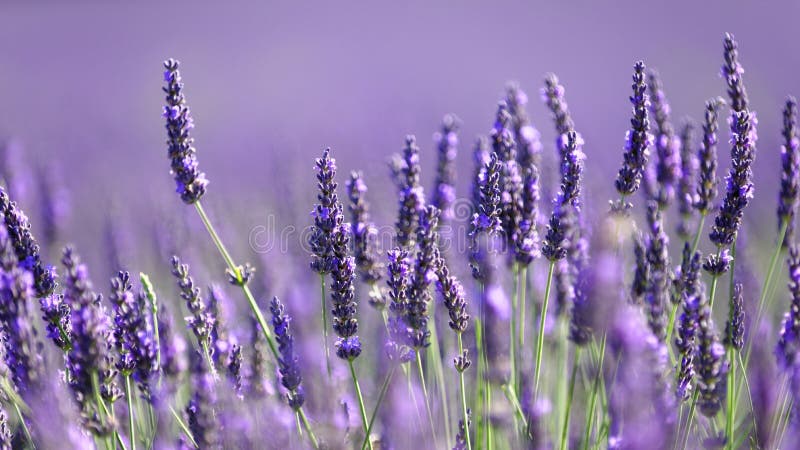 Lavender flowers in bloom