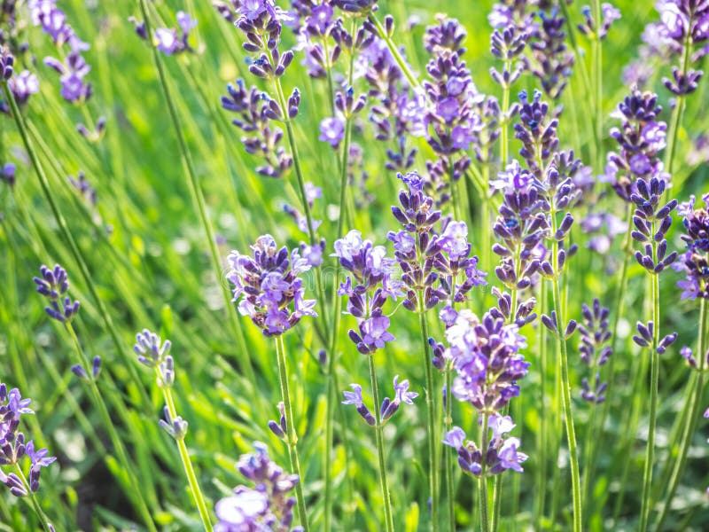 Lavender Flowers Bloom Summer Time Stock Image - Image of